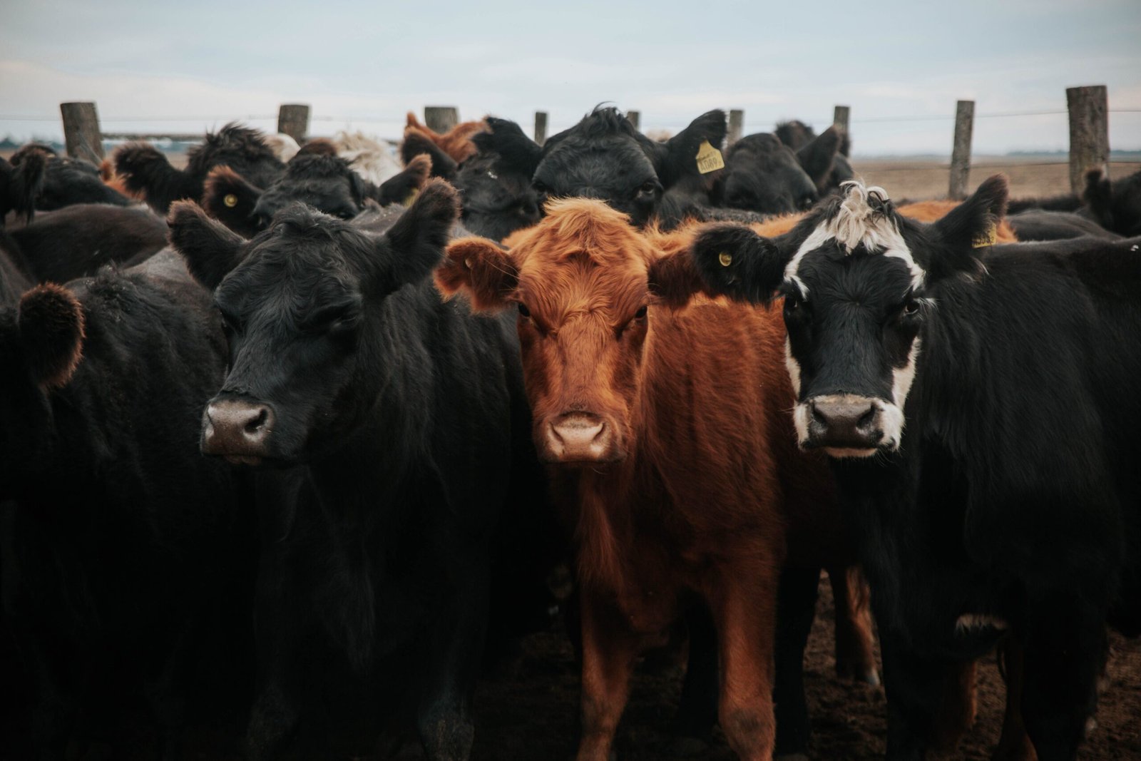 Red Angus Cow